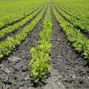 В 2021 году в Брянской области Управлением Россельхознадзора пресечен ввоз более 350 тонн импортной растениеводческой продукции, зараженной карантинными вредителями