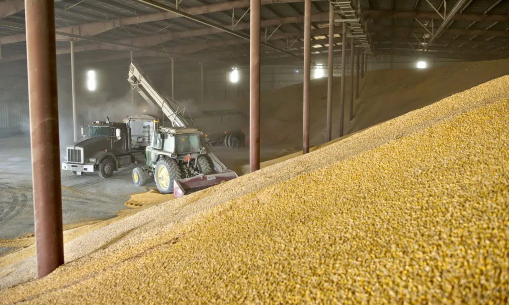 фотография продукта Пшеница фуражная 1500 тонн