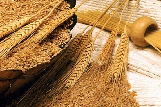 пшеницу 4 класса,с белком от 12,5% в Москве