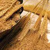 пшеницу 4 класса,с белком от 12,5% в Москве